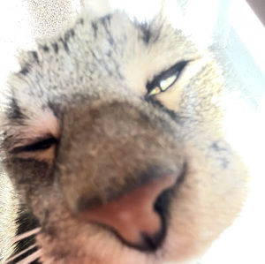 Meet your Posher, Kendall